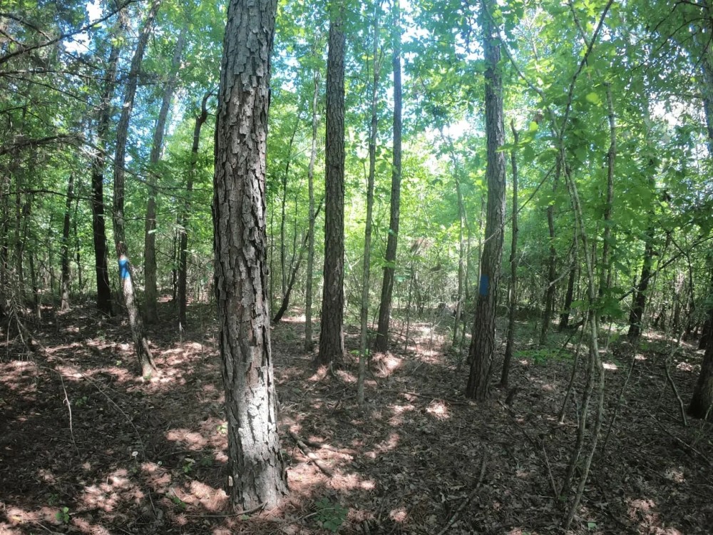 30.42 - Acres for Sale Old Shongaloo LA featured image