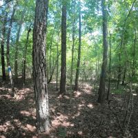 30.42 - Acres for Sale Old Shongaloo LA