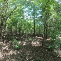 30.42 - Acres for Sale Old Shongaloo LA images 2