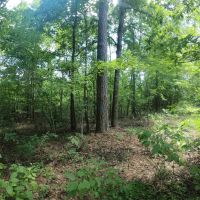 30.42 - Acres for Sale Old Shongaloo LA images 3