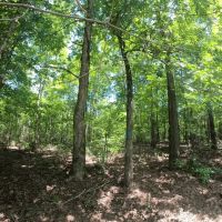 30.42 - Acres for Sale Old Shongaloo LA images 5