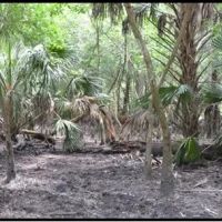 Hunting Preserve 370 - acres on Charlie Creek images 3