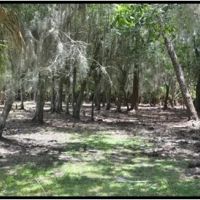 Hunting Preserve 370 - acres on Charlie Creek images 4
