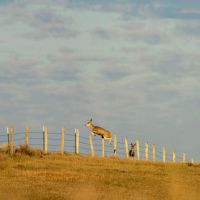 Rock Creek Farm at Fort Peck images 4