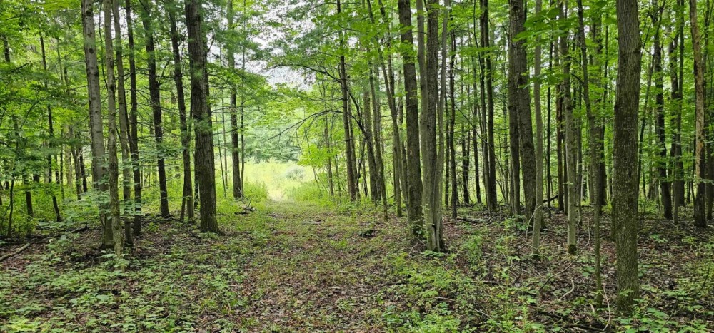 77 acres Hunting Land with Fields and Woods in Candor NY Reservoir Hill Rd featured image