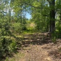 60.75 Acres in Amite County MS images 4