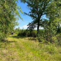60.75 Acres in Amite County MS images 5