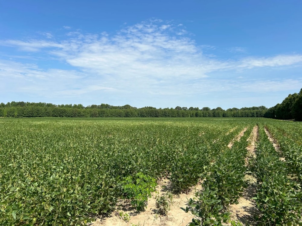 72.54 Acres in Tallahatchie County MS featured image
