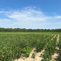 72.54 Acres in Tallahatchie County MS