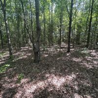 72.54 Acres in Tallahatchie County MS images 2