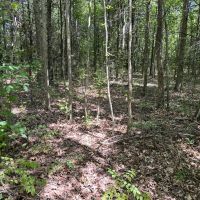 72.54 Acres in Tallahatchie County MS images 3
