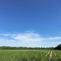72.54 Acres in Tallahatchie County MS images 4