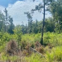8 acres Amite Co. images 2