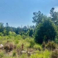 8 acres Amite Co. images 3