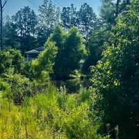 8 acres Amite Co. images 4