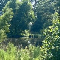 8 acres Amite Co. images 5
