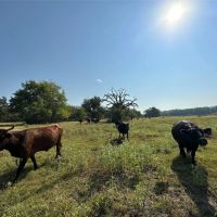 Scenic 87 acres with rolling hills part-wooded pond images 3