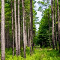 Old Hall Plantation - Beautiful Riverfront Property images 2