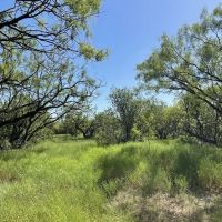 New Listing 16 - Acres Callahan County images 5
