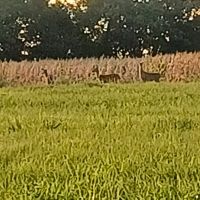 63.3 - Acre Combination Property in Bourbon Co KS images 3