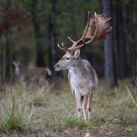 03-048-the-reserve-at-lakeside-farms images 3