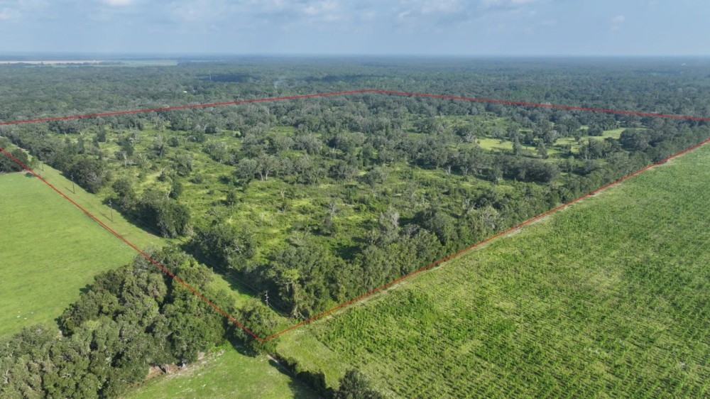 Chiefland 162 Acres featured image