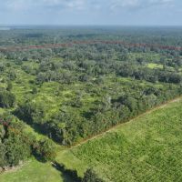 Chiefland 162 Acres