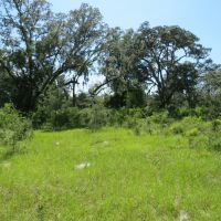 Chiefland 162 Acres images 2