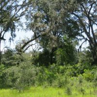 Chiefland 162 Acres images 3