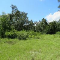 Chiefland 162 Acres images 4