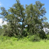 Chiefland 162 Acres images 5