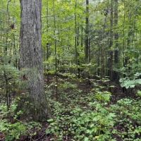 - 4.04 Acres on Norris Drive in Belton SC images 3
