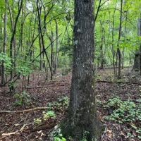 - 4.04 Acres on Norris Drive in Belton SC images 4