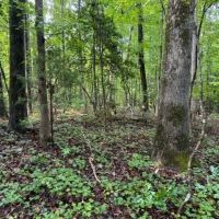 - 4.04 Acres on Norris Drive in Belton SC images 5