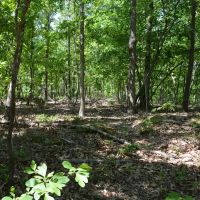 672.7 Acres - Gray Squirrel Ranch Oklahoma Hunting Land images 4