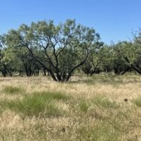 New Listing 15 - Acres Callahan County images 4
