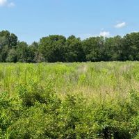 LA - West Carroll 64 acres - images 2