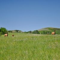 Hoopes Teton View Ranch images 2