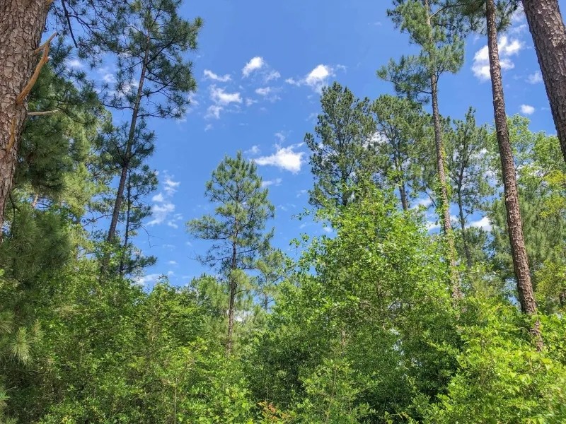 388 Acres Lost Indian Camp Road Tract 5302 featured image