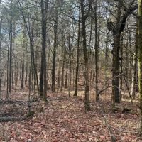 160 acre Hunting Recreation Timber Land images 3