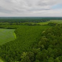 34.5 acres of Unrestricted timber Land For Sale in Bertie County NC images 2