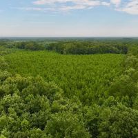 34.5 acres of Unrestricted timber Land For Sale in Bertie County NC images 3