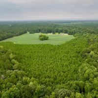 34.5 acres of Unrestricted timber Land For Sale in Bertie County NC images 4