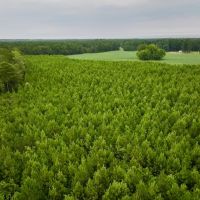 34.5 acres of Unrestricted timber Land For Sale in Bertie County NC images 5