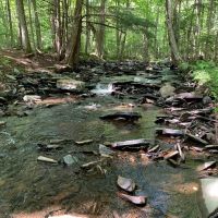 Lyman Brook Forest images 2