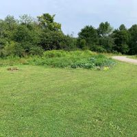 Lyman Brook Forest images 4