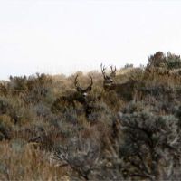 Knight Ridge East HMA, 8776 Acres, Deer and Turkey Hunting Land in Uinta, WY