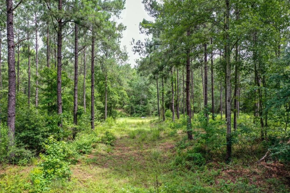 15.573 Ac CR 1050 Houston County TX featured image