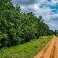 15.573 Ac CR 1050 Houston County TX images 3