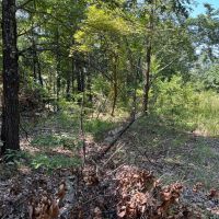 Ash Flat NE images 4
